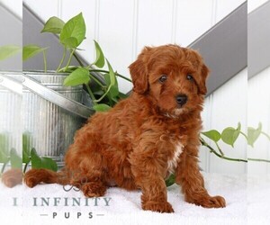 Goldendoodle (Miniature) Puppy for sale in BIRD IN HAND, PA, USA