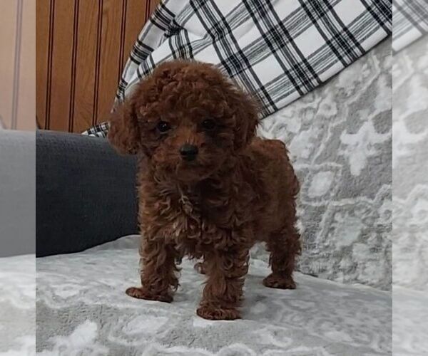 Medium Photo #3 Poodle (Toy) Puppy For Sale in ARTHUR, IL, USA