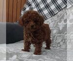 Small #2 Poodle (Toy)