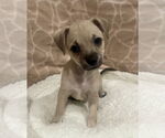 Small #1 Chihuahua