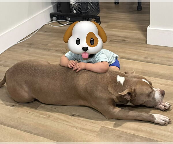 Medium Photo #2 Mutt Puppy For Sale in Monkton, MD, USA