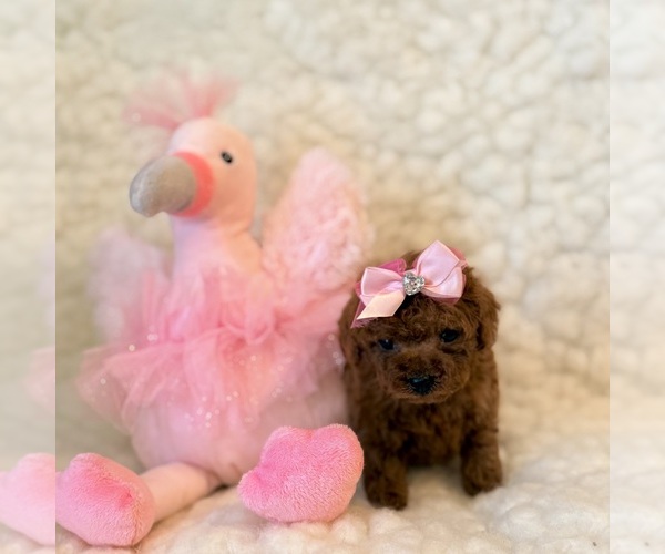 Medium Photo #3 Poodle (Toy) Puppy For Sale in REDLANDS, CA, USA