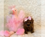 Small #2 Poodle (Toy)