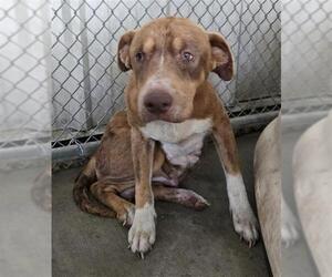 American Pit Bull Terrier-Unknown Mix Dogs for adoption in Conroe, TX, USA