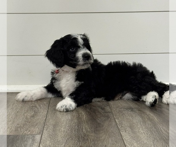 Medium Photo #4 Aussiedoodle Puppy For Sale in BAKERSFIELD, CA, USA