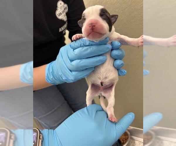 Medium Photo #1 American Staffordshire Terrier-Unknown Mix Puppy For Sale in San Antonio, TX, USA