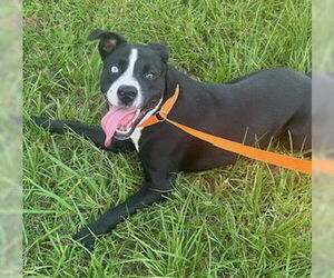 Labrador Retriever-Unknown Mix Dogs for adoption in Oakhurst, NJ, USA