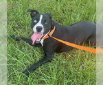 Small Labrador Retriever Mix