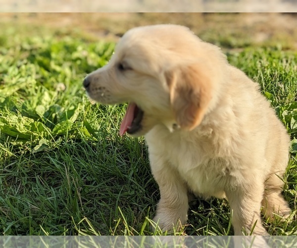 Medium Photo #13 Golden Retriever Puppy For Sale in WOOSTER, OH, USA