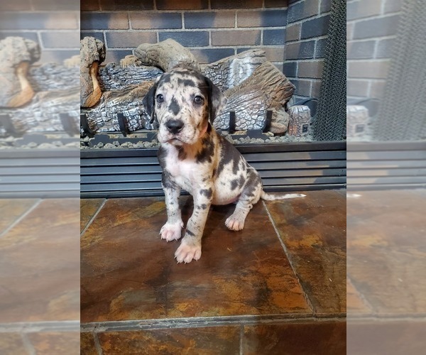 Medium Photo #3 Great Dane Puppy For Sale in LYERLY, GA, USA