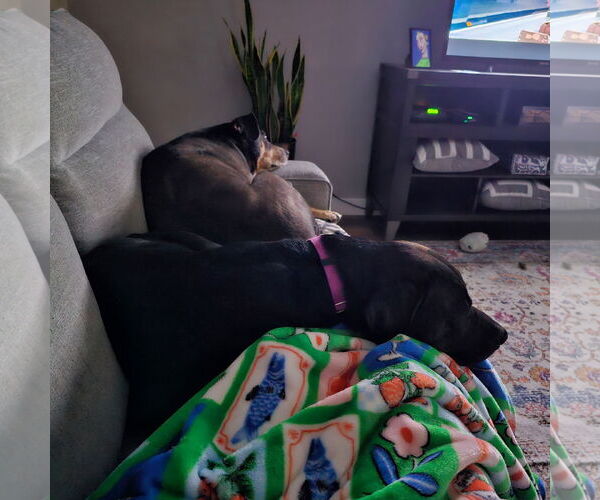 Medium Photo #17 American Pit Bull Terrier-Unknown Mix Puppy For Sale in Fargo, ND, USA