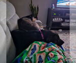 Small #16 American Pit Bull Terrier Mix