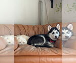 Small #3 Siberian Husky Mix