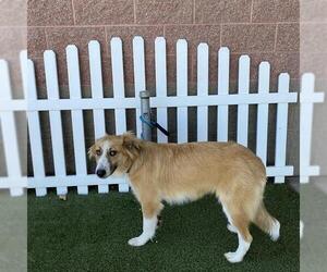 Australian Shepherd-Unknown Mix Dogs for adoption in Modesto, CA, USA