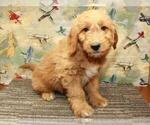 Small Photo #2 Golden Retriever-Poodle (Toy) Mix Puppy For Sale in SHAWNEE, OK, USA
