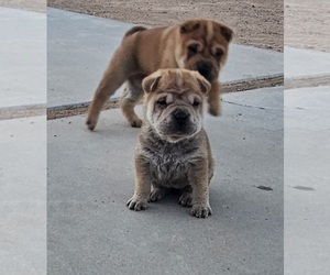 Chinese Shar-Pei Dog for Adoption in APPLE VALLEY, California USA