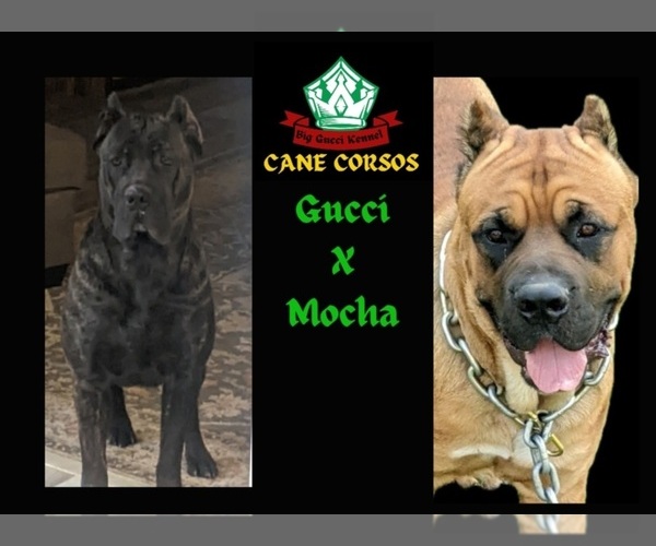 Medium Photo #1 Cane Corso Puppy For Sale in DANVILLE, IL, USA