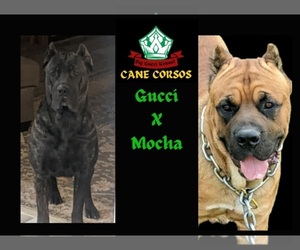 Father of the Cane Corso puppies born on 03/29/2026