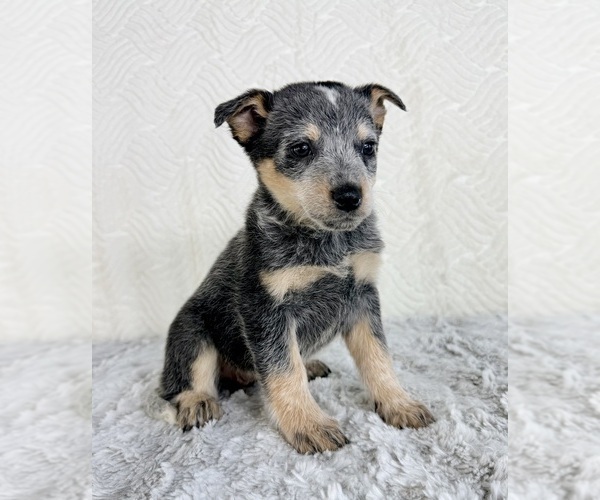 Medium Photo #2 Australian Cattle Dog Puppy For Sale in GREENFIELD, IN, USA