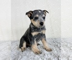 Small #1 Australian Cattle Dog