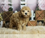 Small #4 Poodle (Toy)