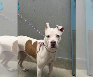 Mutt Dogs for adoption in Las Vegas, NV, USA