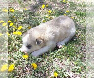 Siberian Husky Puppy for sale in AINSWORTH, NE, USA