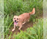 Small #2 Cairn Terrier