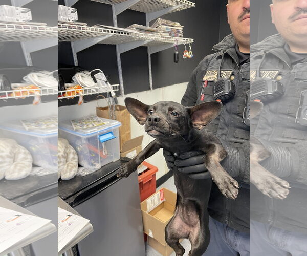 Medium Photo #1 Chihuahua-Unknown Mix Puppy For Sale in Las Vegas, NM, USA