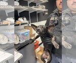 Betty Boop - Female Chihuahua-Unknown Mix Dog for Adoption - Small photo