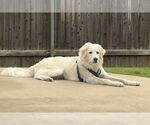 Small #9 Great Pyrenees