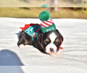 Miniature American Shepherd Puppy for sale in PALM COAST, FL, USA