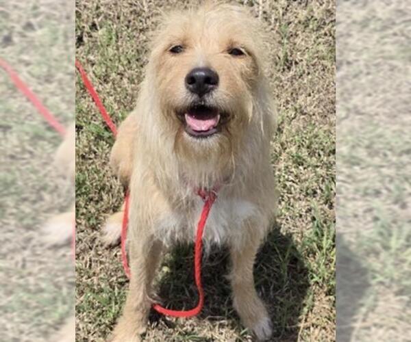 Medium Photo #2 Parson Russell Terrier-Unknown Mix Puppy For Sale in Houston, TX, USA