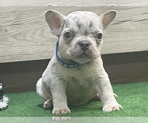 French Bulldog Puppy for sale in NEW YORK, NY, USA