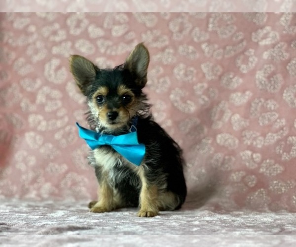 Medium Photo #1 Yorkshire Terrier Puppy For Sale in LANCASTER, PA, USA