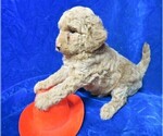 Small Photo #3 Goldendoodle (Miniature) Puppy For Sale in GROVESPRING, MO, USA