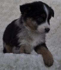 Miniature Australian Shepherd Puppy for sale in ATWOOD, IL, USA