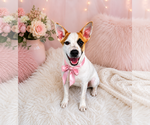 Small #1 Jack Russell Terrier Mix