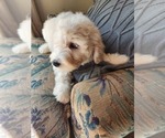 Small Photo #1 Goldendoodle (Miniature) Puppy For Sale in GREELEY, CO, USA