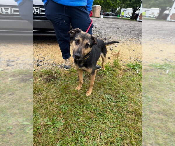 Medium Photo #3 Mutt Puppy For Sale in Pierceton , IN, USA