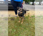 Small #2 Mutt
