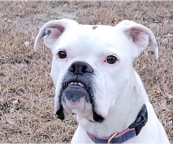 Medium Photo #4 Boxer Puppy For Sale in Austin, TX, USA