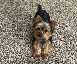 Yorkshire Terrier Puppy for sale in WEST ELLICOTT, NY, USA