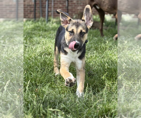 Medium Photo #2 Siberian Husky-Unknown Mix Puppy For Sale in Germantown, OH, USA