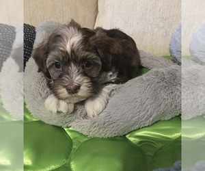 Havanese Puppy for sale in LIVONIA, MI, USA