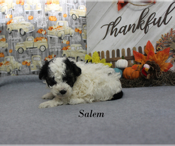 Medium Photo #7 Poodle (Toy) Puppy For Sale in CHANUTE, KS, USA