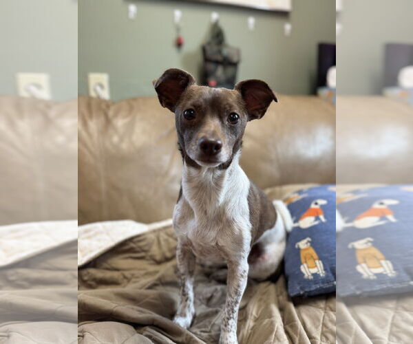 Medium Photo #1 Chihuahua-Unknown Mix Puppy For Sale in Fort Collins, CO, USA