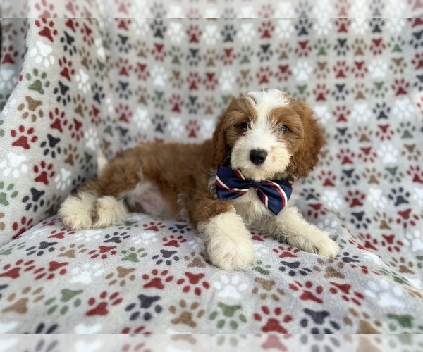 Medium Photo #5 Cavapoo (Miniature) Puppy For Sale in LAKELAND, FL, USA
