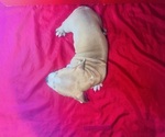 Small #5 American Bully
