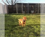 Small Photo #4 Vizsla Puppy For Sale in HYRUM, UT, USA